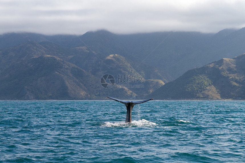 鲸鱼动物海洋生物海洋图片