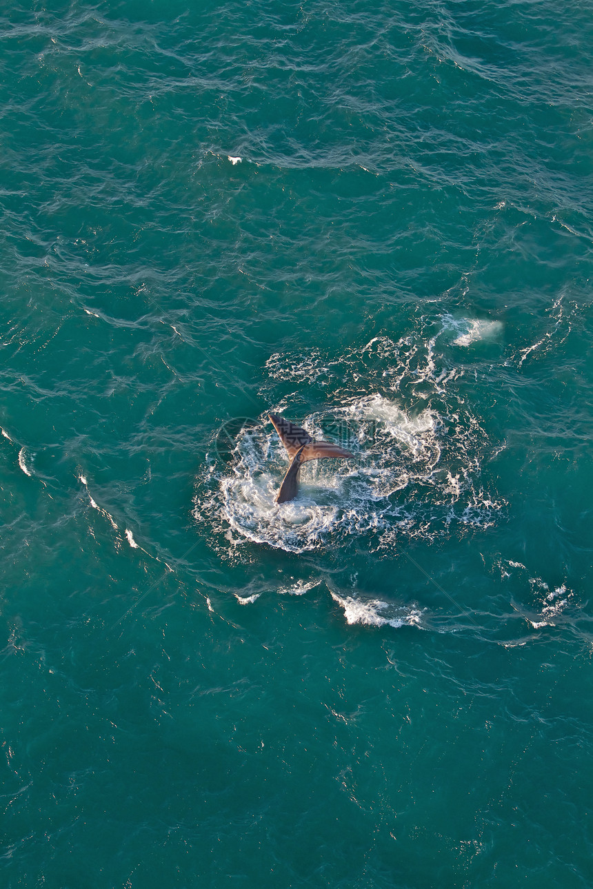从空中看到的鲸鱼图片