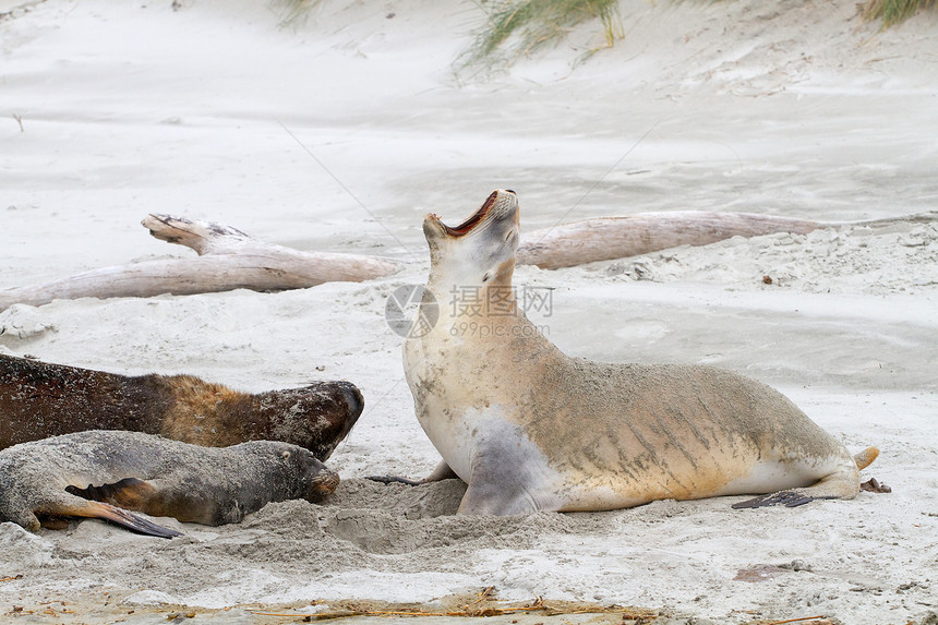 海狮海滩动物图片
