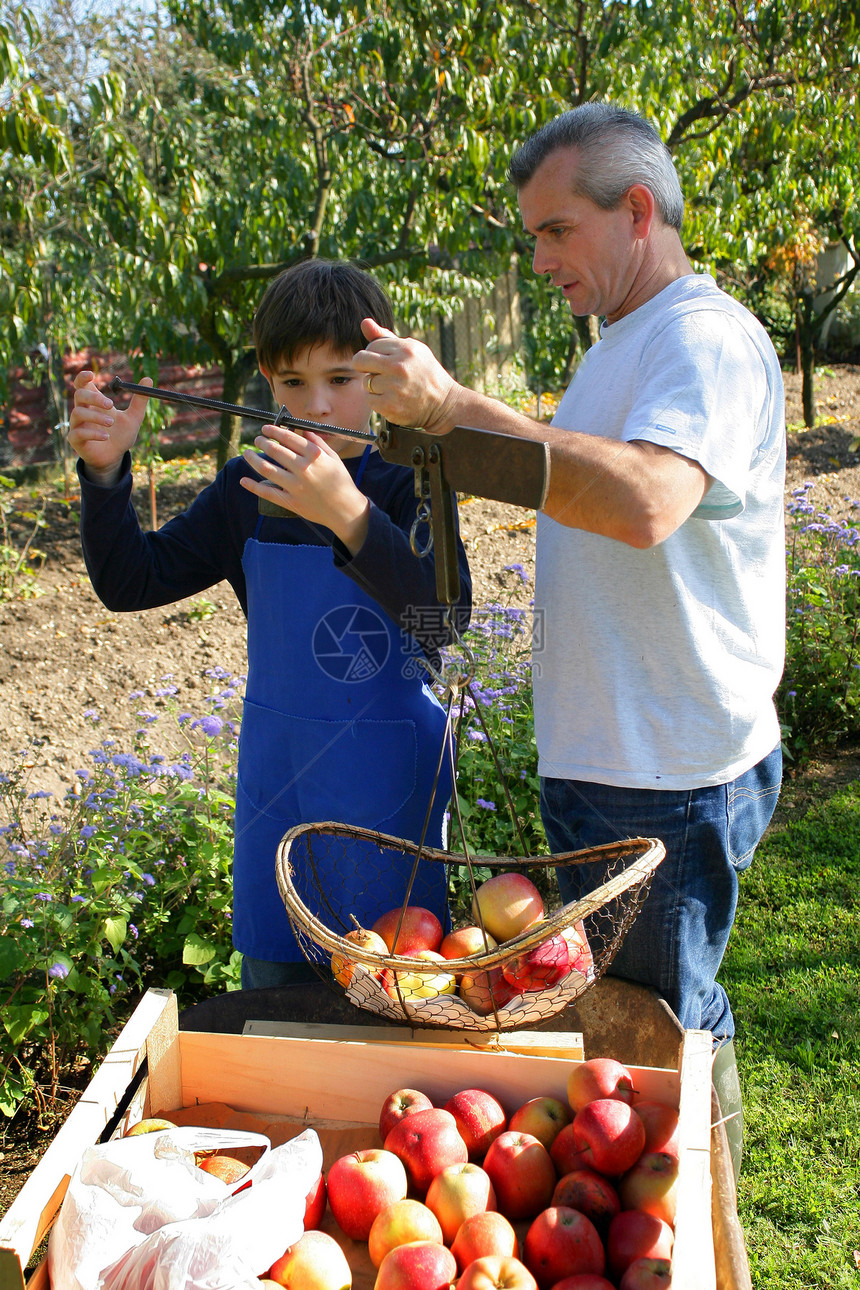 父亲和儿子采摘苹果图片