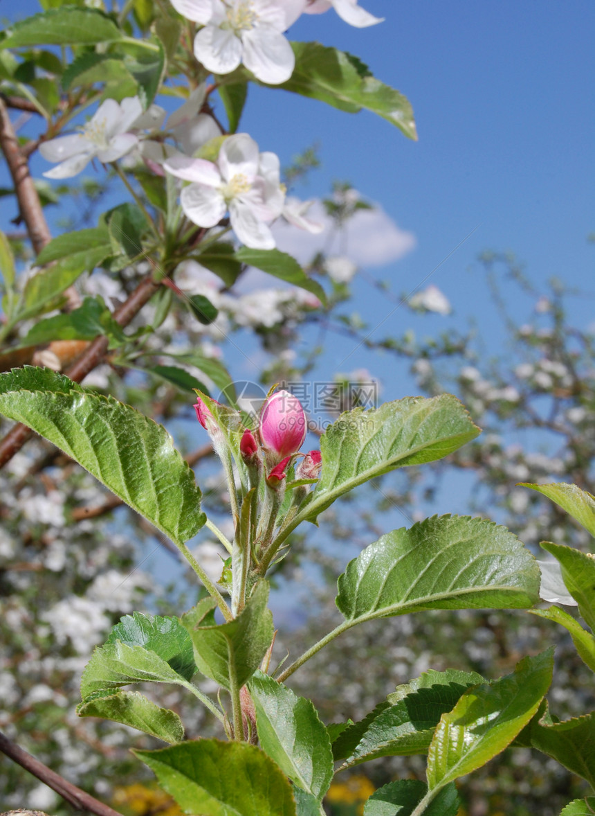 苹果花花朵农业园艺季节分支机构柔软度花园果园植物压痛图片