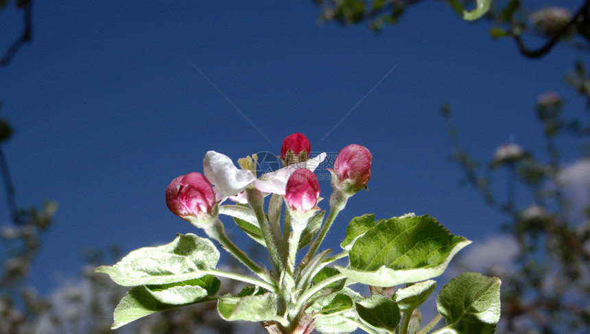 苹果花树叶叶子果园植物群植物投标晴天发芽压痛柔软度图片