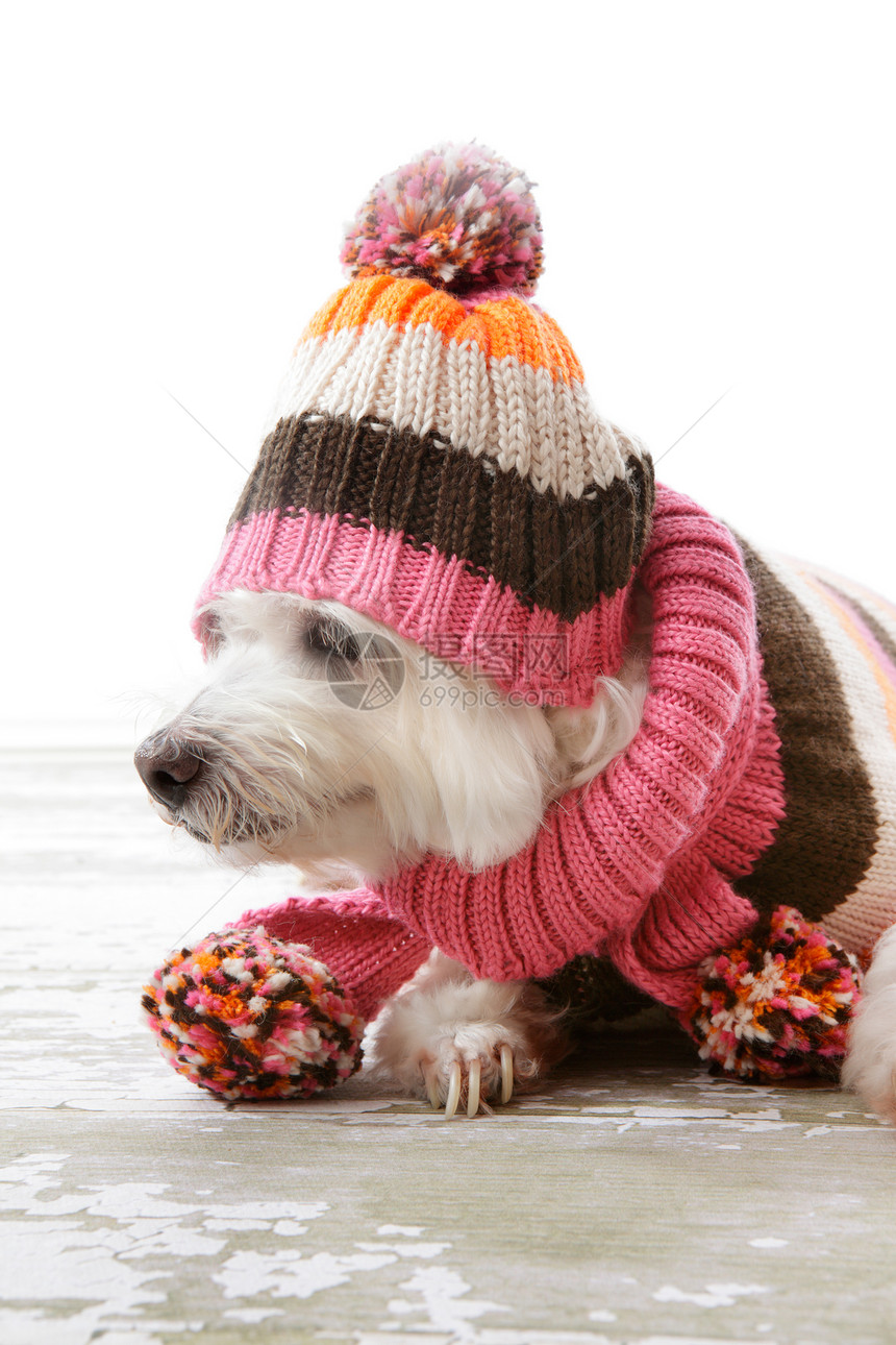 穿着冬季羊毛衣的狗图片