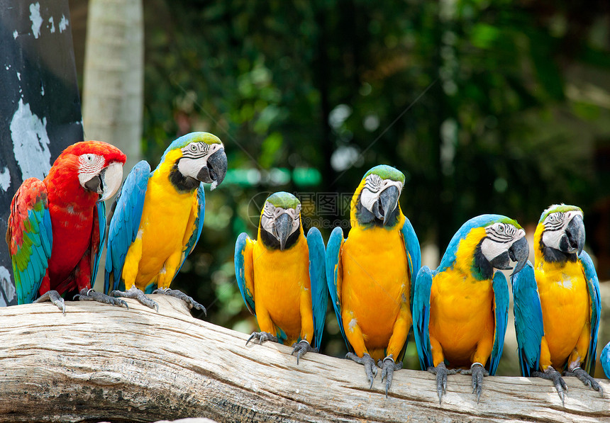 彩色金刚鹦鹉异国野生动物绿色丛林蓝色羽毛鹦鹉动物群生活情调图片