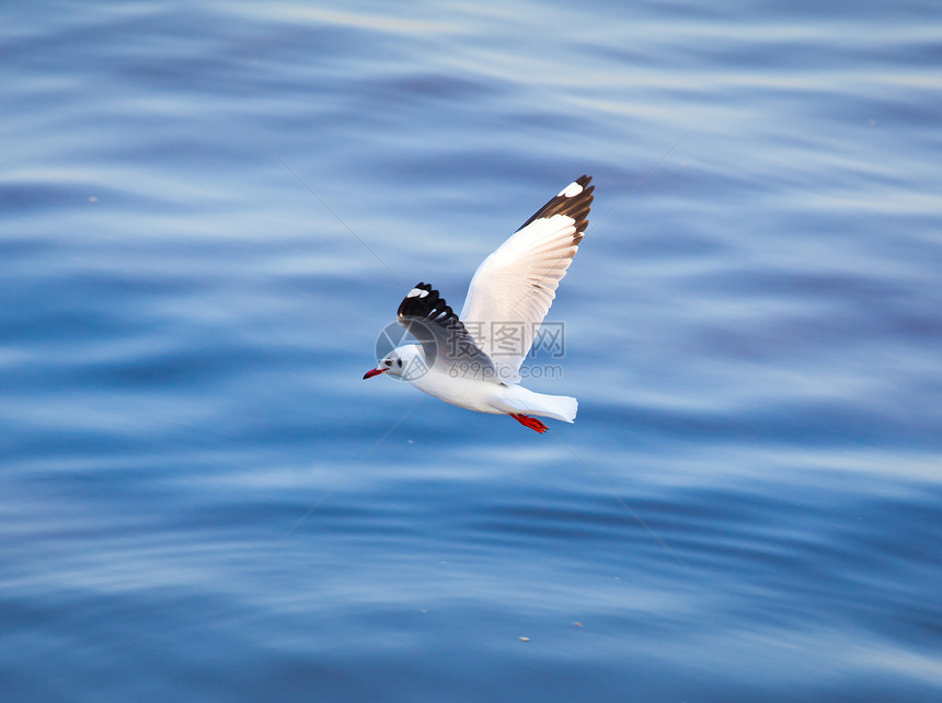 海鸥飞行天空羽毛海洋荒野野生动物支撑动物翅膀航班自由图片