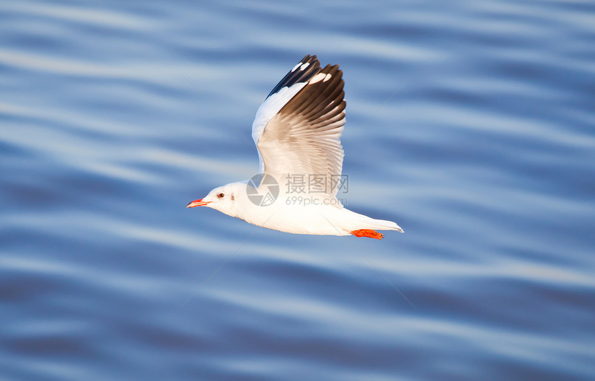 海鸥飞行荒野动物翅膀支撑晴天天空自由航班翼展海滩图片