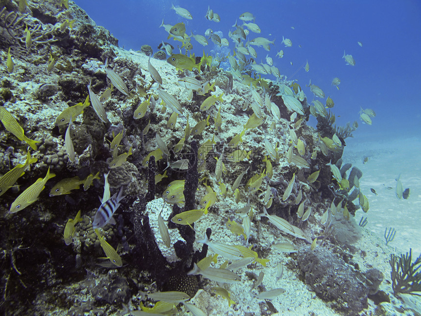 水下生命风景潜水情调呼吸管潜水员生活环境游泳咕噜海洋图片