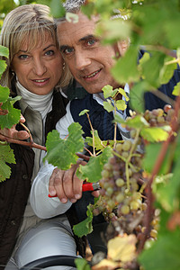 一对收获葡萄的夫妇藤蔓收成工人葡萄园生长剪子季节收割机夫妻女士背景图片