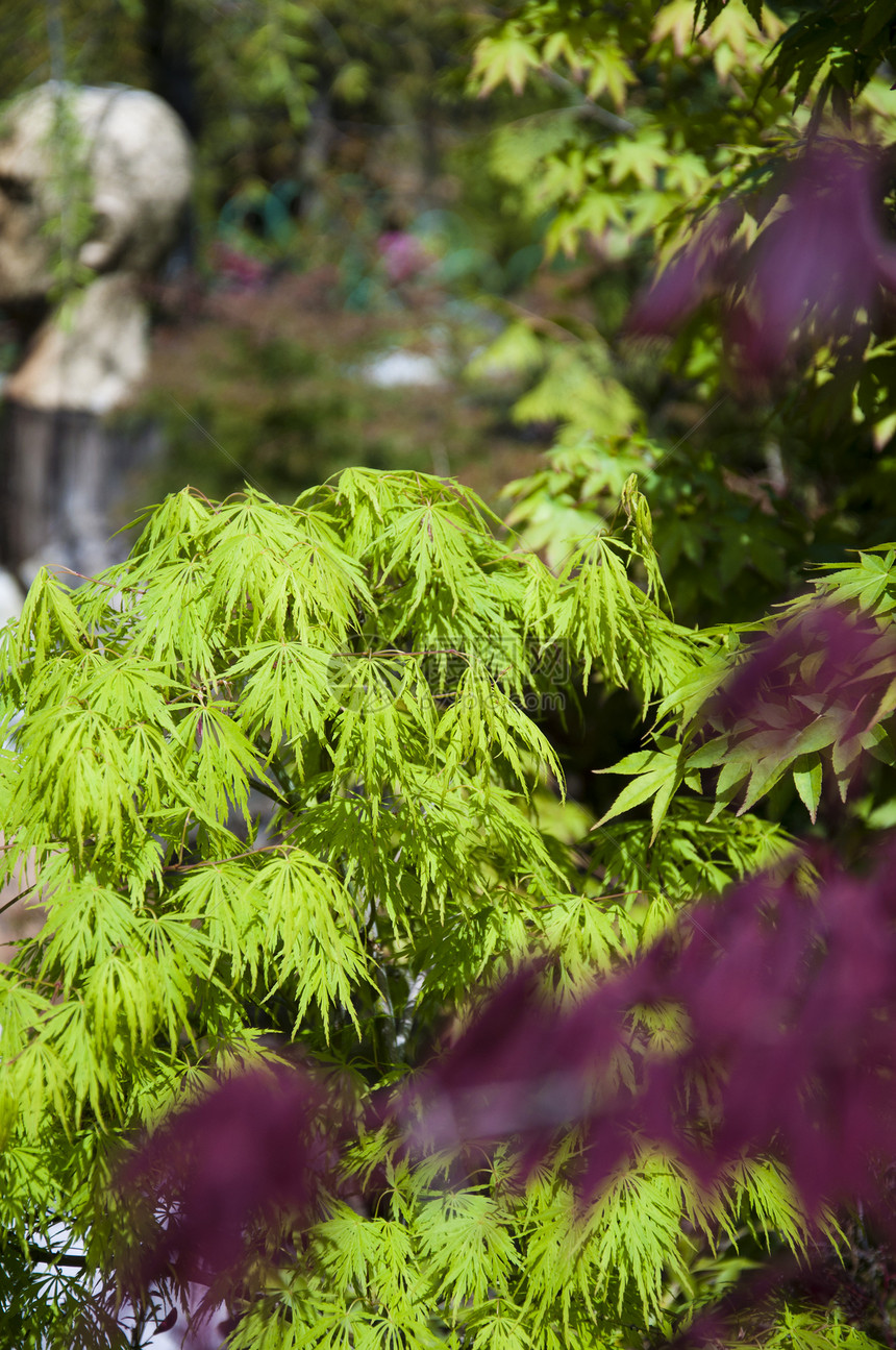 美丽的树叶木头橡木衬套季节森林金子框架橙子公园植物图片