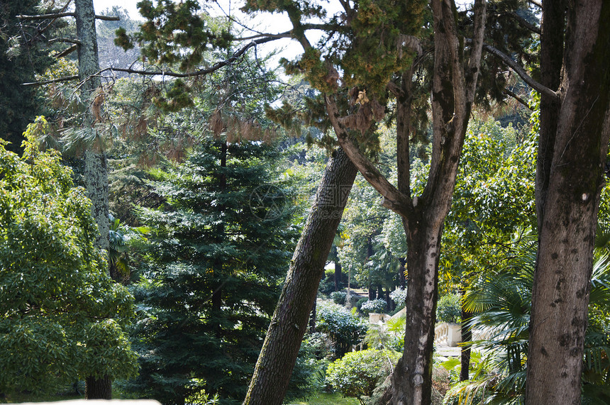 公园和阳光下的绿树荒野树林季节晴天条纹阴影土地森林绿色叶子图片
