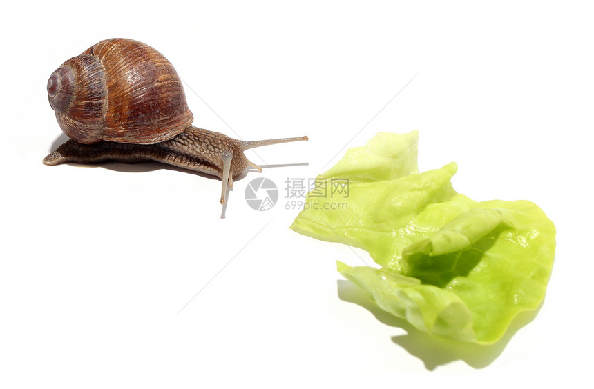蜗牛和沙拉图片