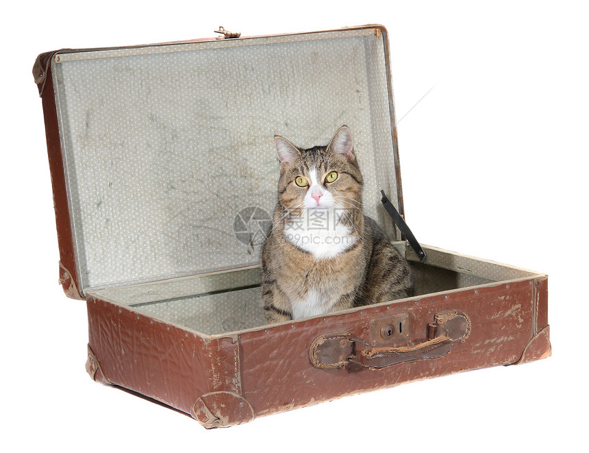 坐在旧手提箱里的小猫咪图片