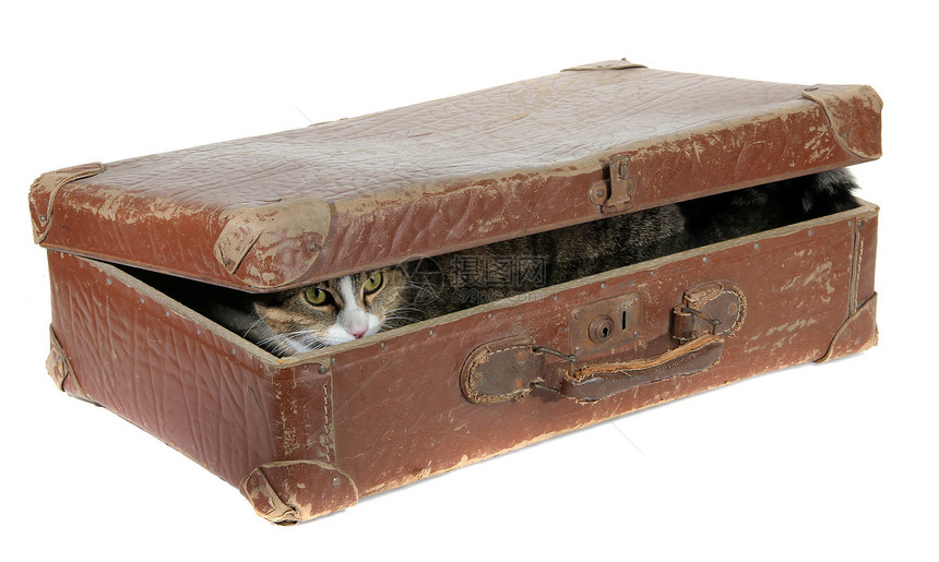 穿着旧手提箱的可爱猫图片