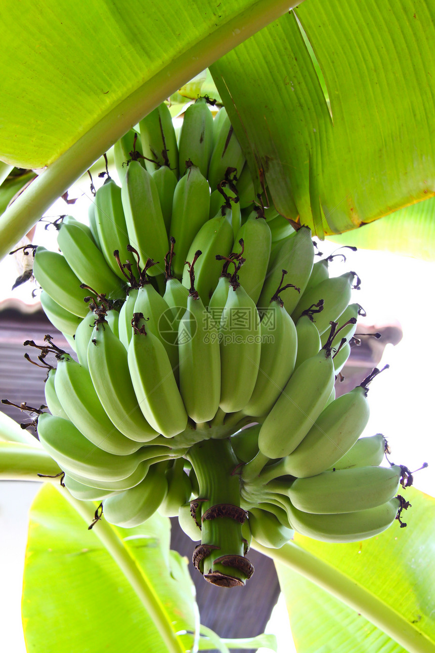 树上的绿香蕉棕榈团体叶子气候环境种植园水果维生素农场食物图片