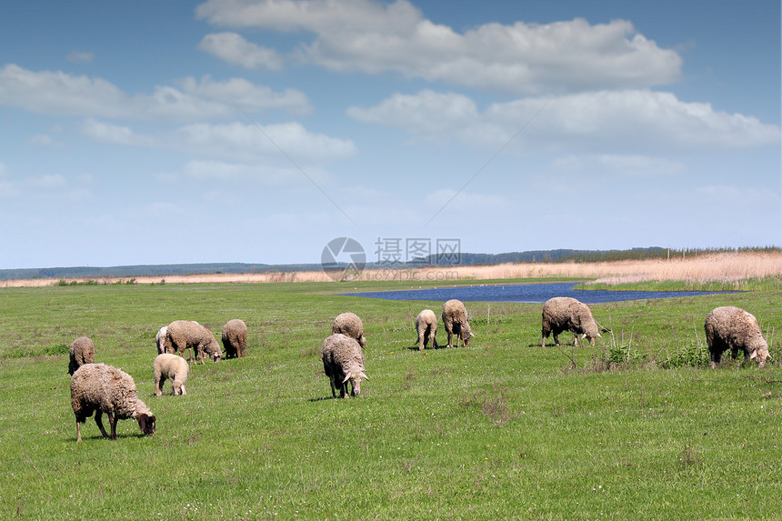 牧羊的绵羊农业蓝色绿色草地动物乡村羊毛天空牧场场地图片