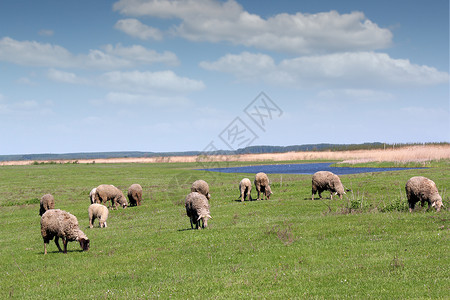 牧羊的绵羊农业蓝色绿色草地动物乡村羊毛天空牧场场地背景图片
