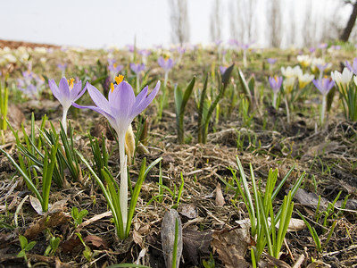 Ccrocus 春天的场景季节黄色草地植物花园灯泡绿色土壤地球植物学背景图片
