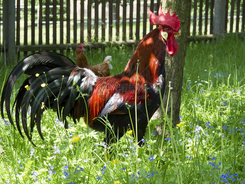 龙式女性绿色农场羽毛草地男性母鸡农业公鸡图片