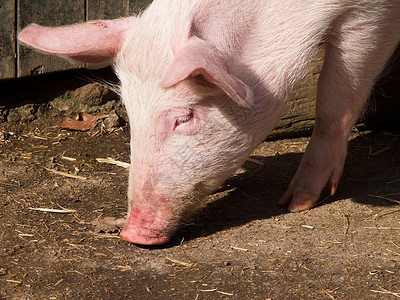 猪农业吮吸好奇心耳朵农场乳猪尾巴猪肉鼻子庇护所背景图片