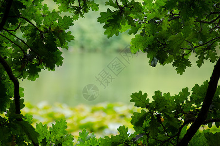 绿色橡木自然框架自然自然环境背景背景