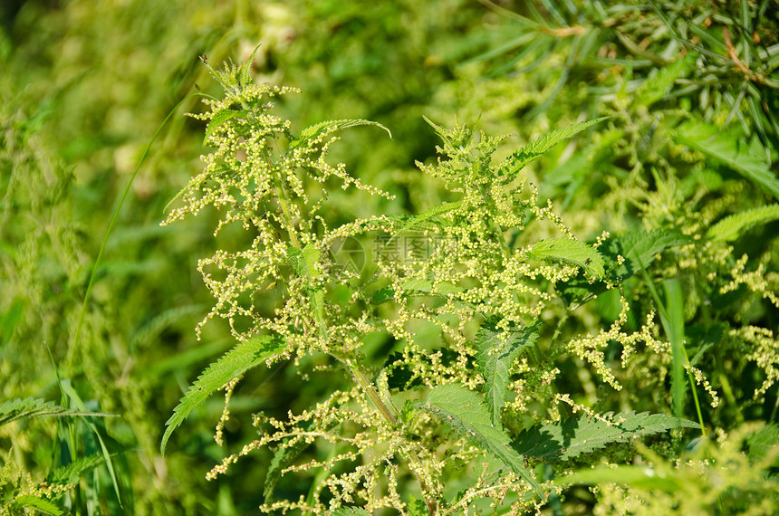 刺纹织物的花朵图片