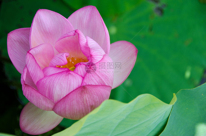 美丽的粉红色莲花花美德池塘叶子静脉植物学花瓣核桃属热带植物群花园图片
