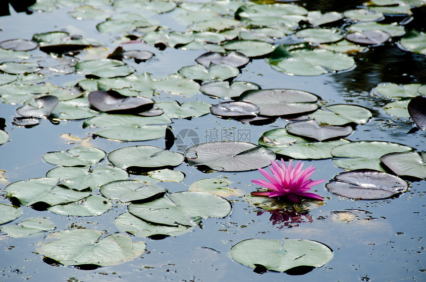 睡莲花异国花园季节栖息地紫色花瓣情调植物公园荷花图片