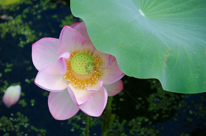 美丽的粉红色莲花花植物宗教植物学静脉美德池塘花园花瓣树叶植物群图片
