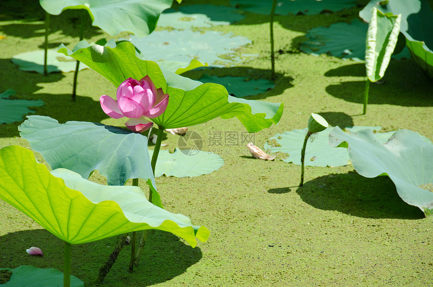 美丽的粉红色莲花花树叶花瓣植物学宗教植物群植物叶子花园热带池塘图片