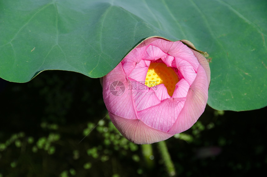 美丽的粉红色莲花花池塘花园植物热带树叶花瓣植物学静脉美德核桃属图片