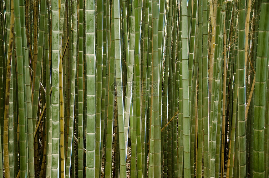 竹林的尖石文化花园木头公园热带森林库存丛林植物群植物图片