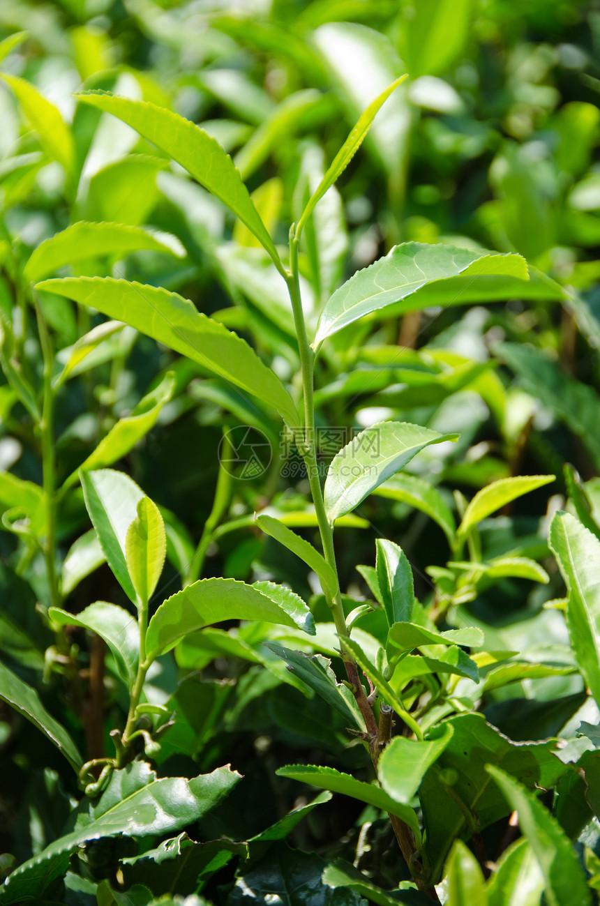 日本绿色茶叶厂叶子场地衬套草地栽培生长热带茶树种植园树叶图片