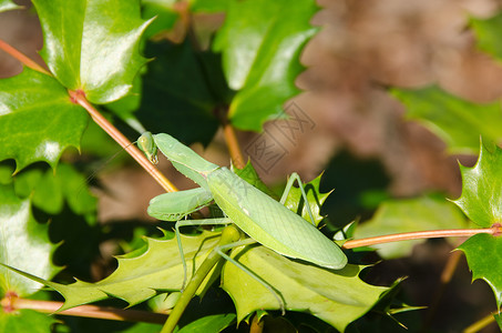 绿色祈祷螳螂机甲高清图片