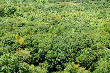 上面所见的森林树冠树叶生长季节木头阳光栖息地公园植被荒野地毯背景