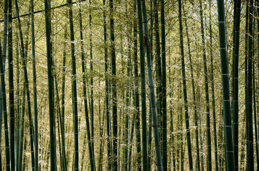 竹木林风水活力叶子雨林植物森林气候木头公园花园图片