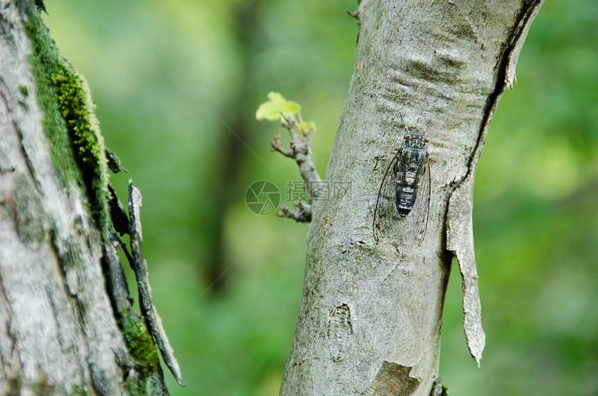 Cicada坐在树上唱歌图片