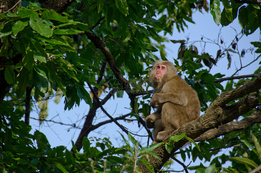 坐在一棵树上猕猴晴天树叶动物野生动物灵长类栖息地天空国家旅游图片