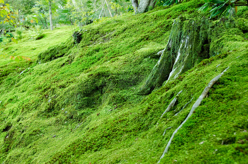 森林地板上的蚊子生态乡村衬套薄雾地面宏观环境荒野苔藓绿色图片