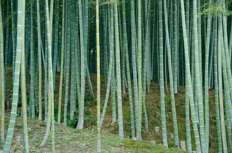 竹木林风水绿色文化热带植物木头树林植物群丛林森林背景图片