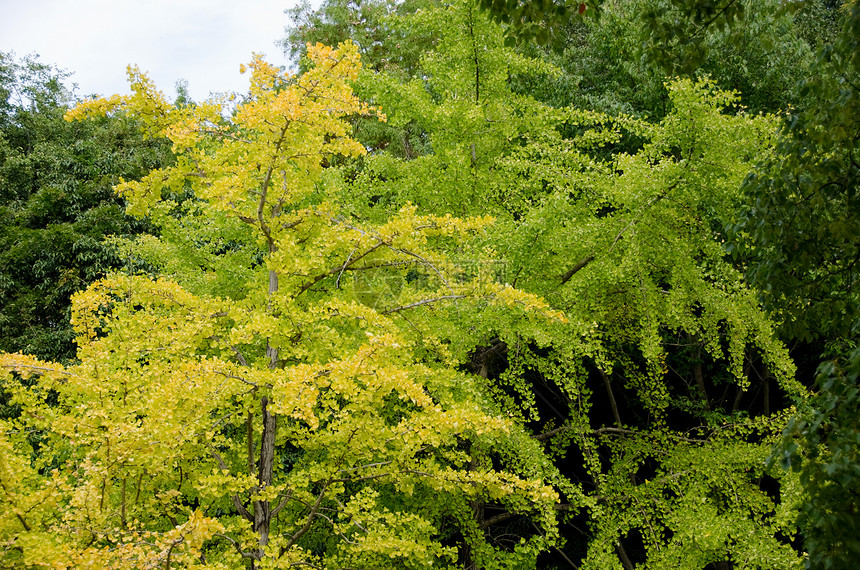 Ginkgo 树生活银杏叶草本植物叶子季节森林植物药品树木天空图片