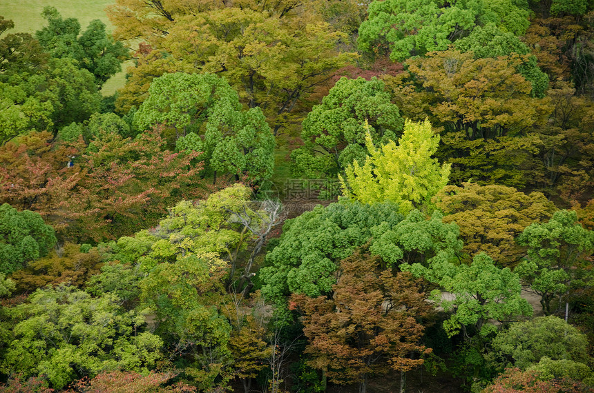 上面所见的森林树冠植物群荒野阳光植物栖息地天篷墙纸地毯公园树叶图片