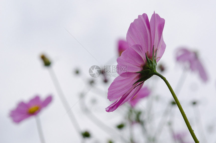 粉红宇宙在背光下花朵快乐生活花园妈妈们紫色花粉美丽甘菊背光装饰图片