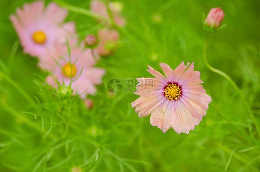 粉粉宇宙花朵甘菊植物静物快乐花园妈妈们美丽植物群园艺花瓣图片