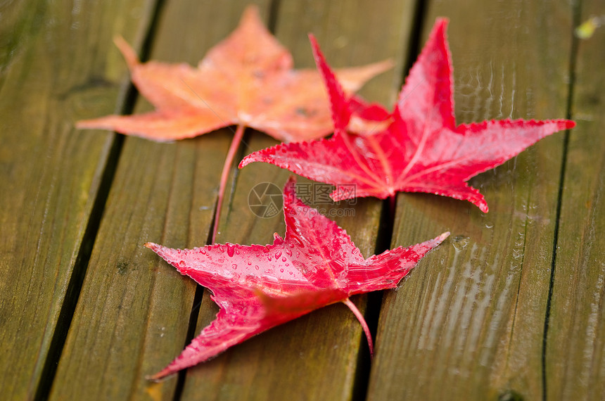 红花生叶叶桌子长椅宏观下雨树叶季节地面叶子活力黄色图片
