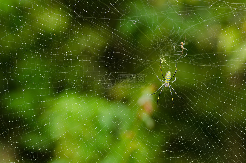 蜘蛛 尼菲拉克拉瓦塔丝绸绿色黄色带状女性黑色香蕉球体网络织工图片