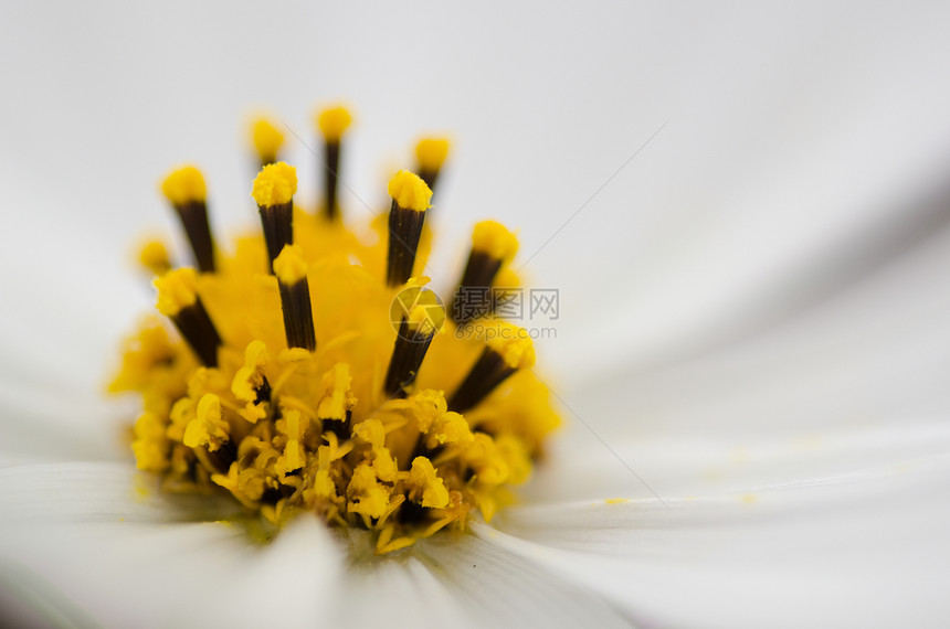 白色宇宙花的详情美丽妈妈们植物快乐生活静物宏观植物群花瓣花粉图片
