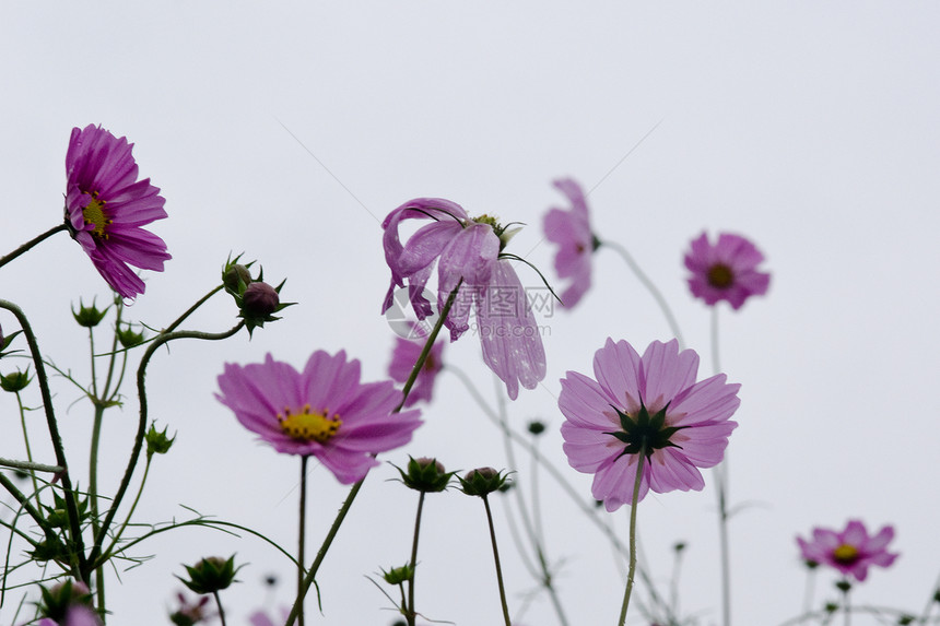 粉红宇宙在背光下花朵植物群妈妈们风格花粉背光花瓣美丽紫色装饰生活图片