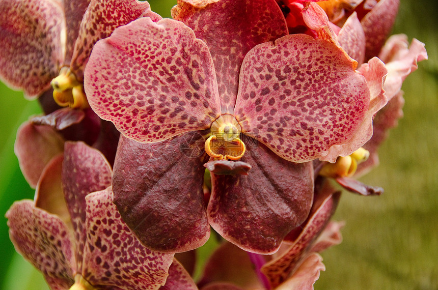棕兰花花热带叶子植物学花园粉色美丽环境花瓣兰花植物图片