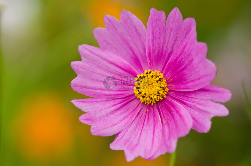 单宇宙花朵生活妈妈们风格花束静物花粉紫色植物园艺花园图片