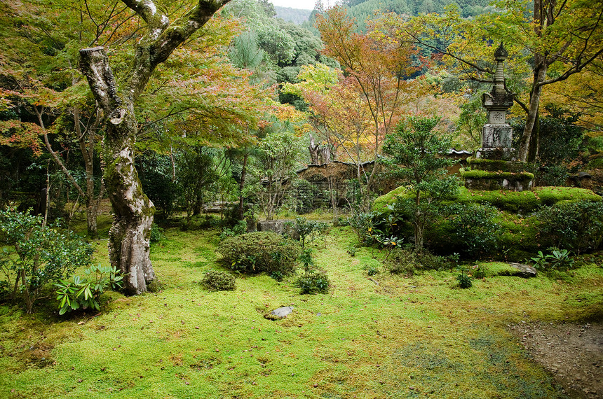 日本花园绿色叶子石头植物学苔藓园艺木头冥想花园平衡图片
